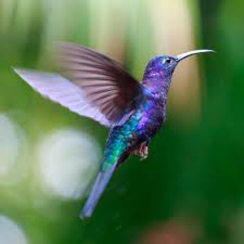 Colibri Júnior