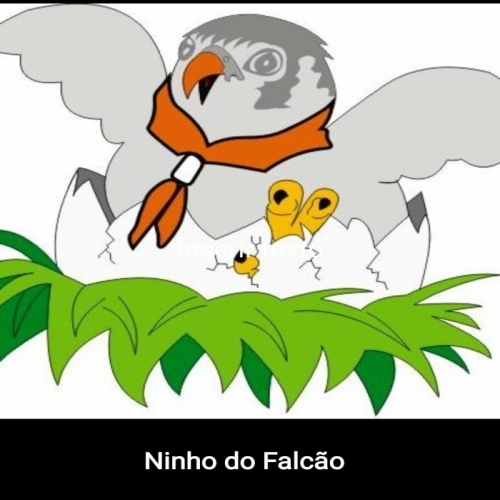 Ninho do Falco