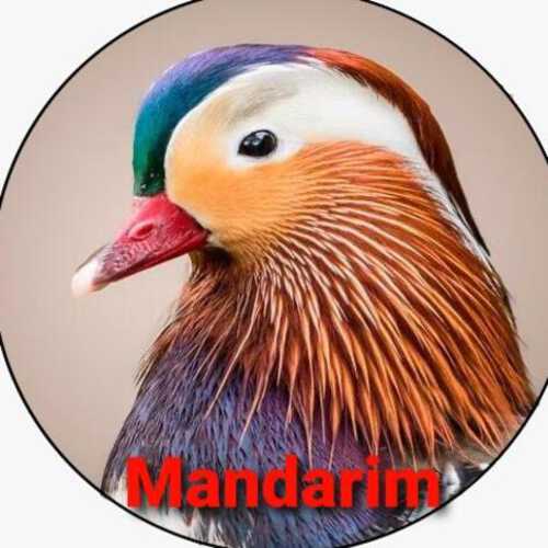 Mandarim